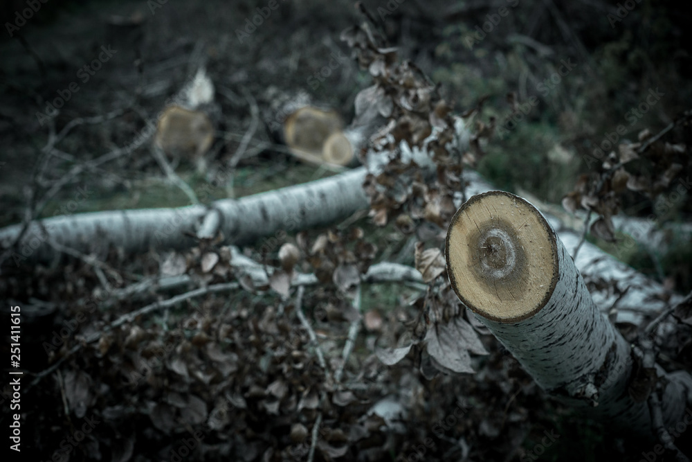 Obraz premium dark forest