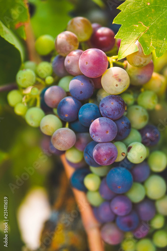 Close up multi-color wine grapes