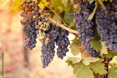 Close up multi-color wine grapes