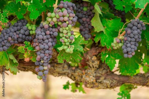 Close up multi-color wine grapes