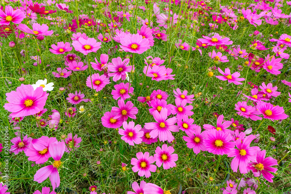 コスモスの花壇