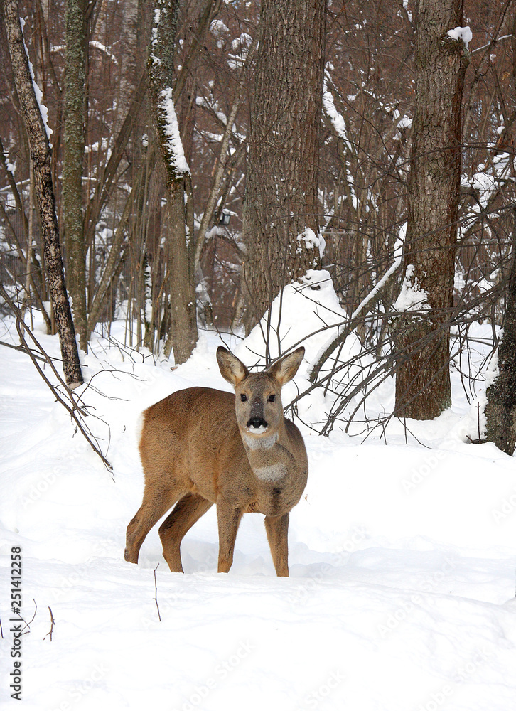 Roe in the winter forest Roe in the winter forest