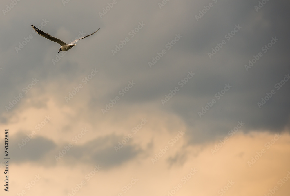 Seagull flying against the sky before the rain