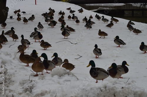 Ducks are waiting for spring in Moscow