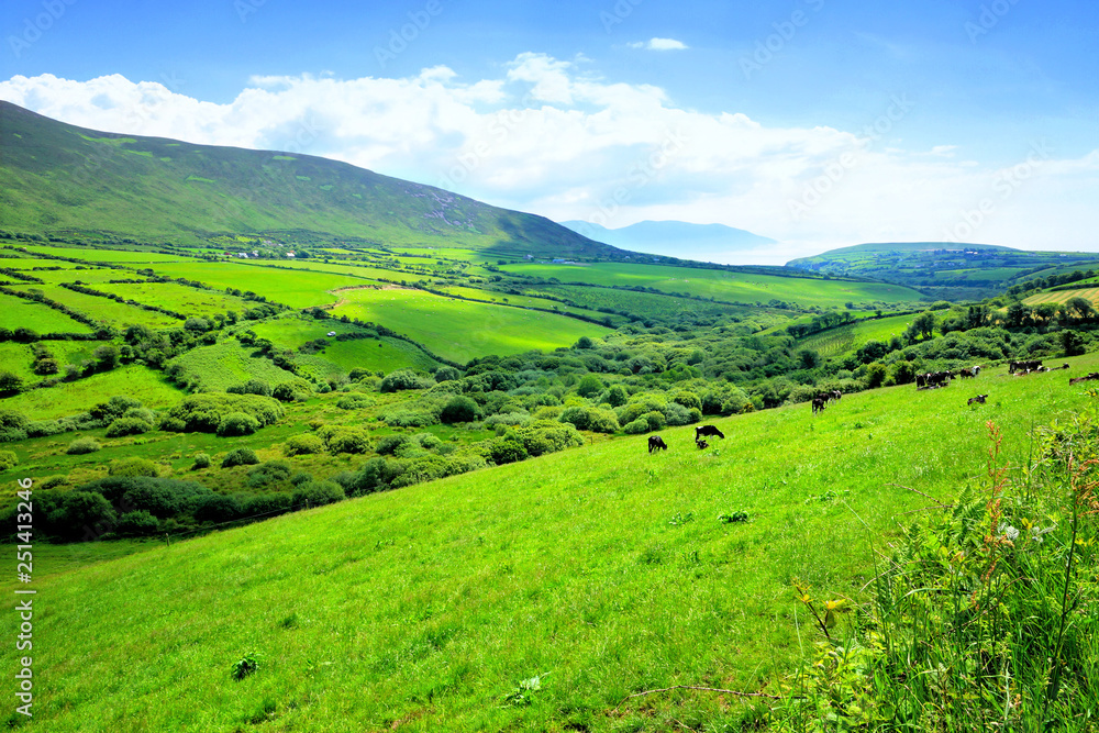 Lush green fields of a valley in the countryside of Ireland. Dingle peninsula, County Kerry.