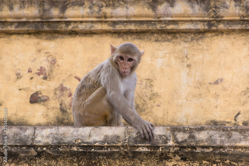 wary monkey sitting on old house in Jaipur, India