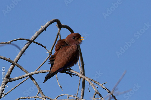 Broad-billed roller (Eurystomus glaucurus) photo