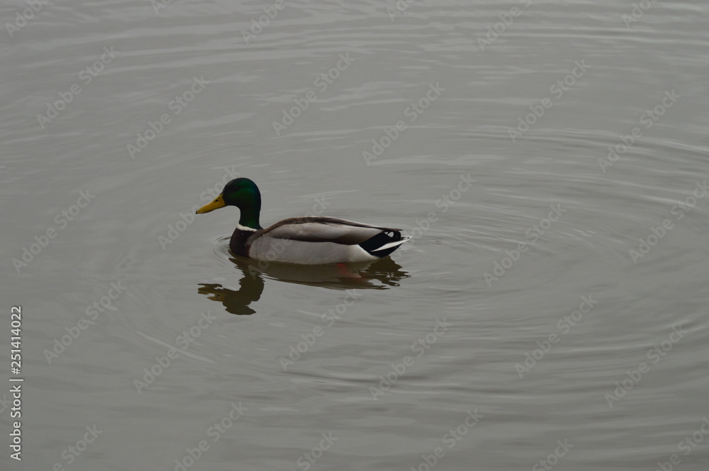 Ducks are waiting for spring in Moscow Ducks are waiting for spring in Moscow
