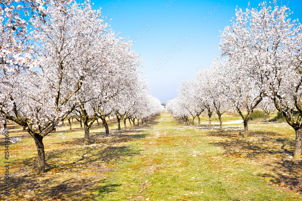 plantation of almond trees plenty of white flowers in a spring day with a blue sky plantation of almond trees plenty of white flowers in a spring day with a blue sky