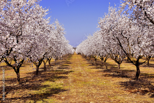 Foto plantation of almond trees plenty of white flowers in a spring day with a blue s