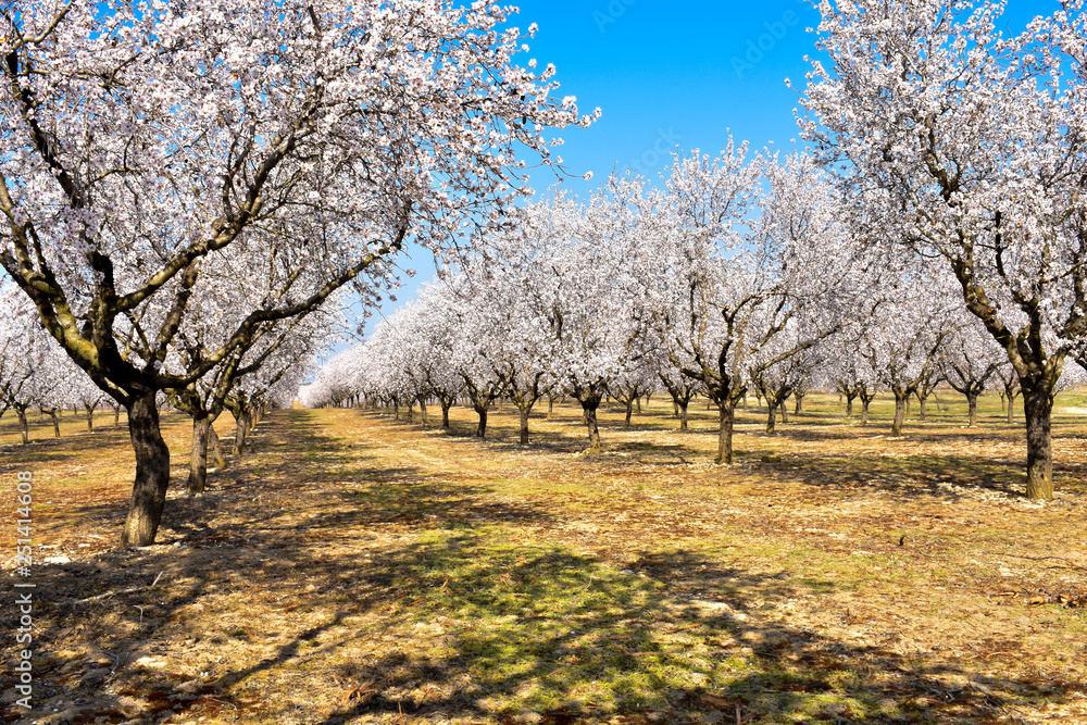 plantation of almond trees plenty of white flowers in a spring day with a blue sky plantation of almond trees plenty of white flowers in a spring day with a blue sky