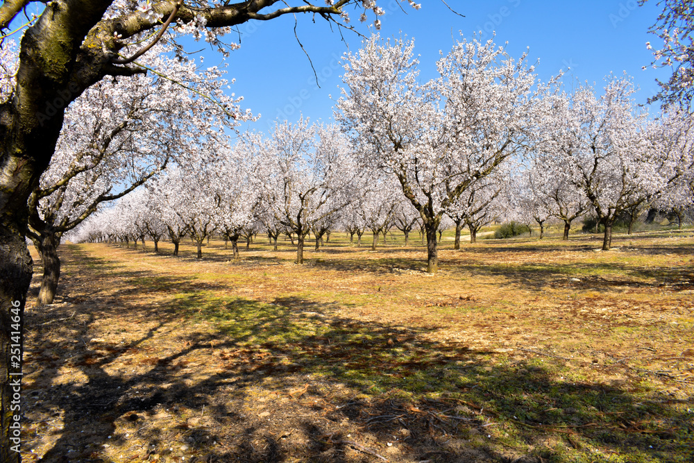 plantation of almond trees plenty of white flowers in a spring day with a blue sky plantation of almond trees plenty of white flowers in a spring day with a blue sky