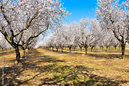 plantation of almond trees plenty of white flowers in a spring day with a blue sky