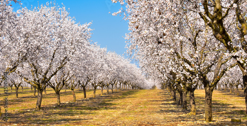plantation of almond trees plenty of white flowers in a spring day with a blue sky