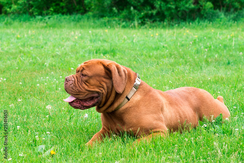 french mastiff