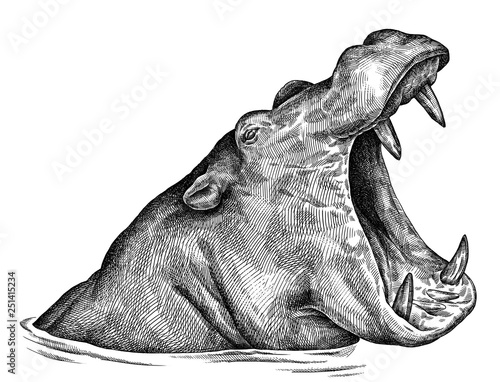 Valokuvatapetti black and white engrave isolated hippo illustration