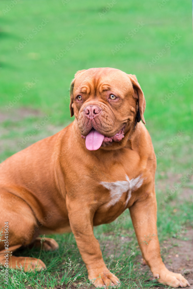 french mastiff