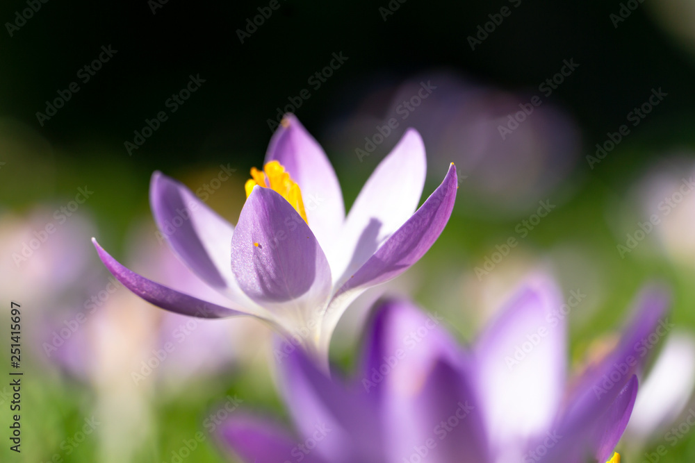 Fototapeta premium Crocus, Krokus, Krokusse auf Frühlingswiese..