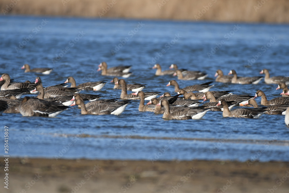 Greater White-fronted Goose (Anser albifrons) 
