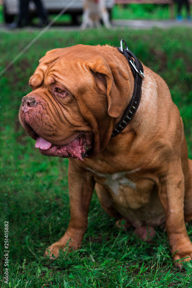 french mastiff french mastiff
