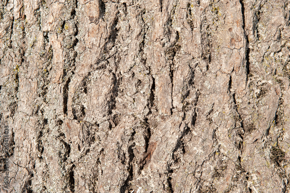 bark of tree as background with copy space bark of tree as background with copy space