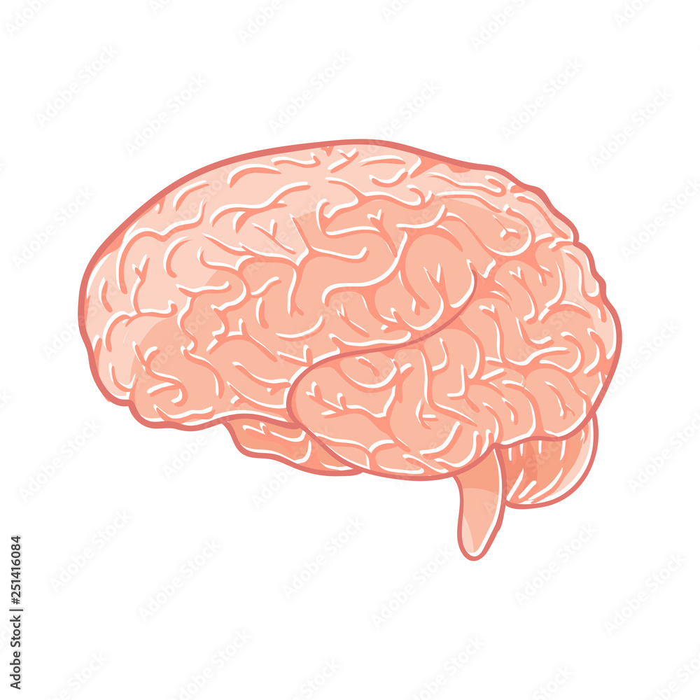 Vector brain on white background Vector brain on white background