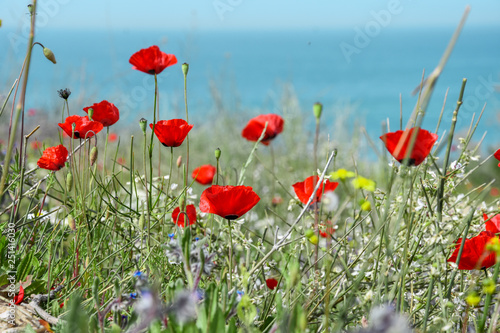 red poppies on the coast of the sea   #flowers #sunset #spring #israel #redpoppies #ashkelon