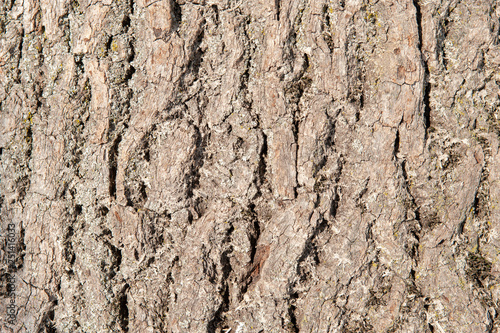 bark of tree as background with copy space