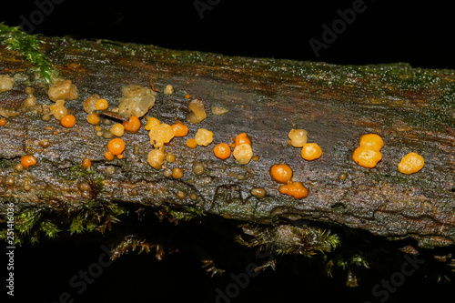 Pilz, Gallertträne, Dacrymyces stillatus photo