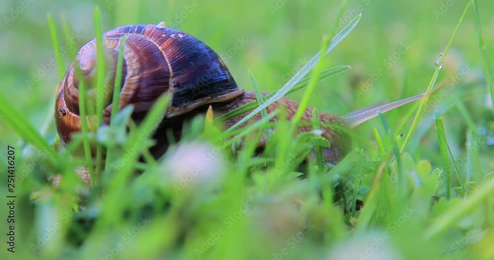 closeup grape snail crawl in a grass closeup grape snail crawl in a grass