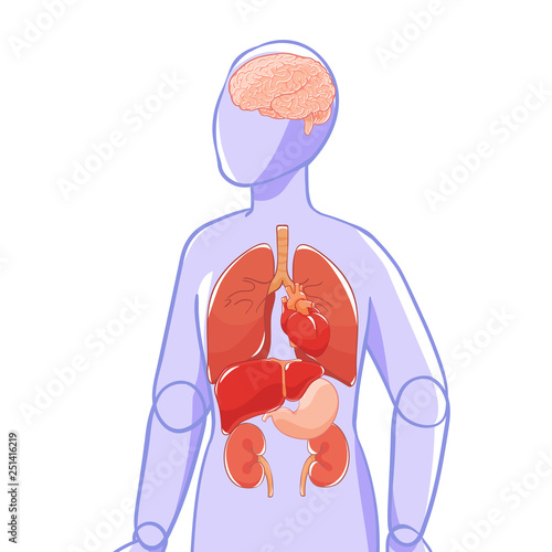 Vector layout organs