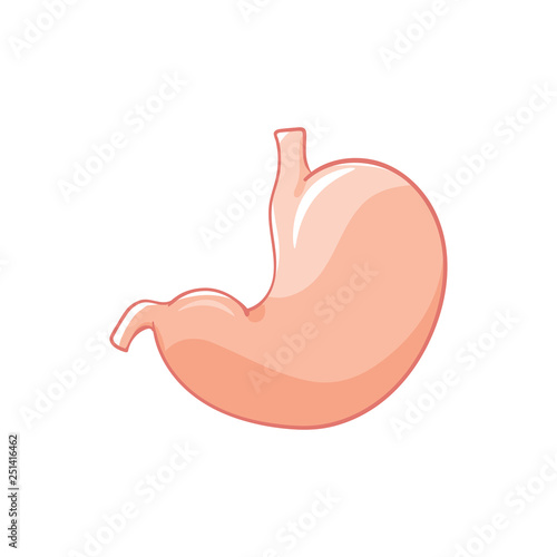 Vector stomach on white background.