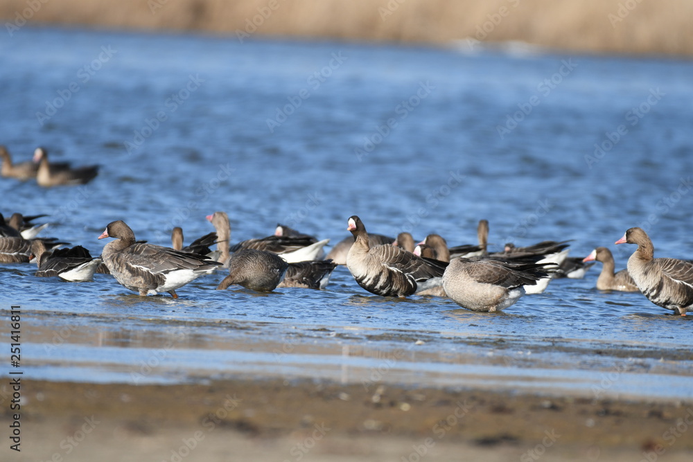 Greater White-fronted Goose (Anser albifrons) Greater White-fronted Goose (Anser albifrons)