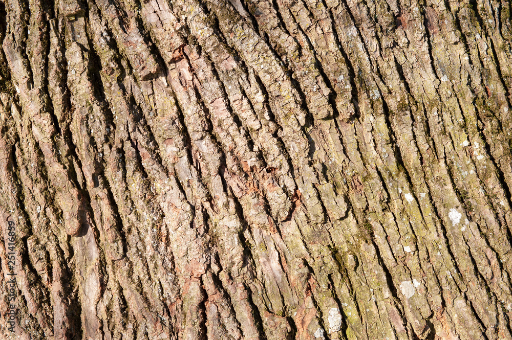 bark of tree as background with copy space