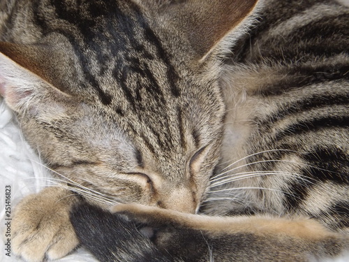 Tabby Cat Snuggle