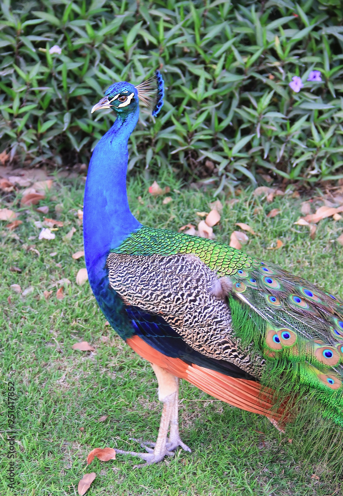 Fototapeta premium A male peacock give his elegance feather.