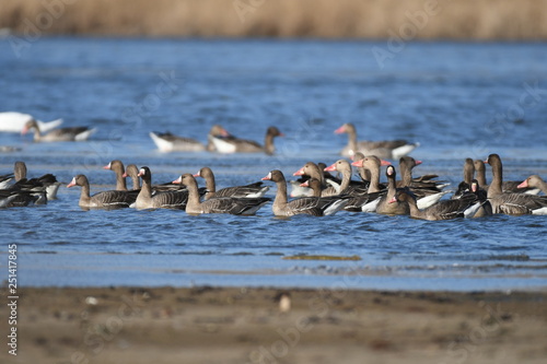 Greater White-fronted Goose (Anser albifrons) 