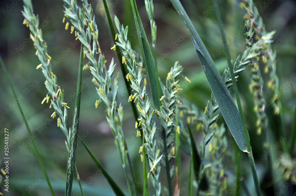 Fototapeta premium In the nature blooming ryegrass (Lolium perenne)