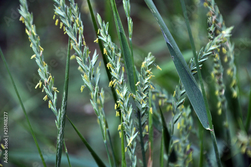 In the nature blooming ryegrass (Lolium perenne) photo