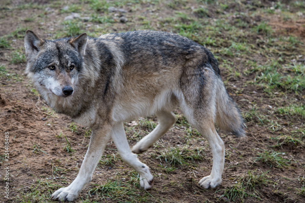 Wolf, laufend, in natürlicher Umgebung