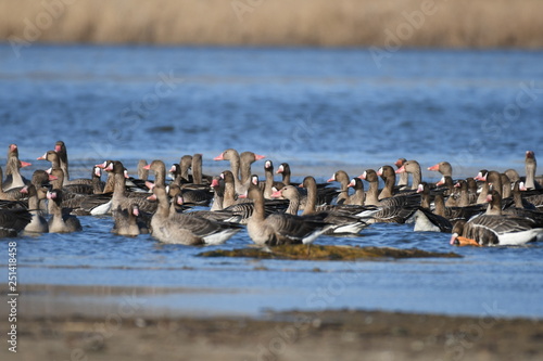 Greater White-fronted Goose (Anser albifrons) 