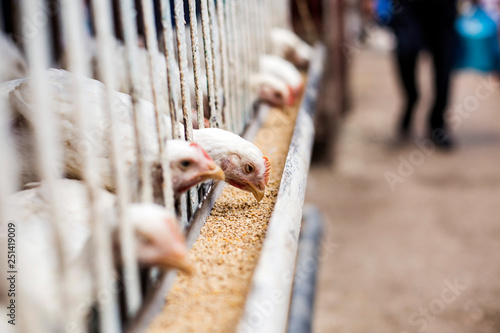 hens eating feedhens