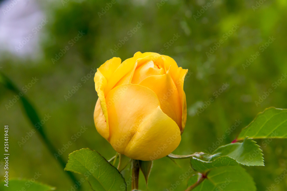 Delightful yellow rose in the summer garden Delightful yellow rose in the summer garden
