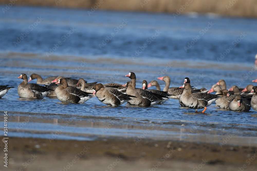 Greater White-fronted Goose (Anser albifrons) 