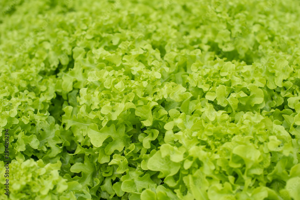 Top view of salad vegetable texture. green salad leaves. Top view of salad vegetable texture. green salad leaves.