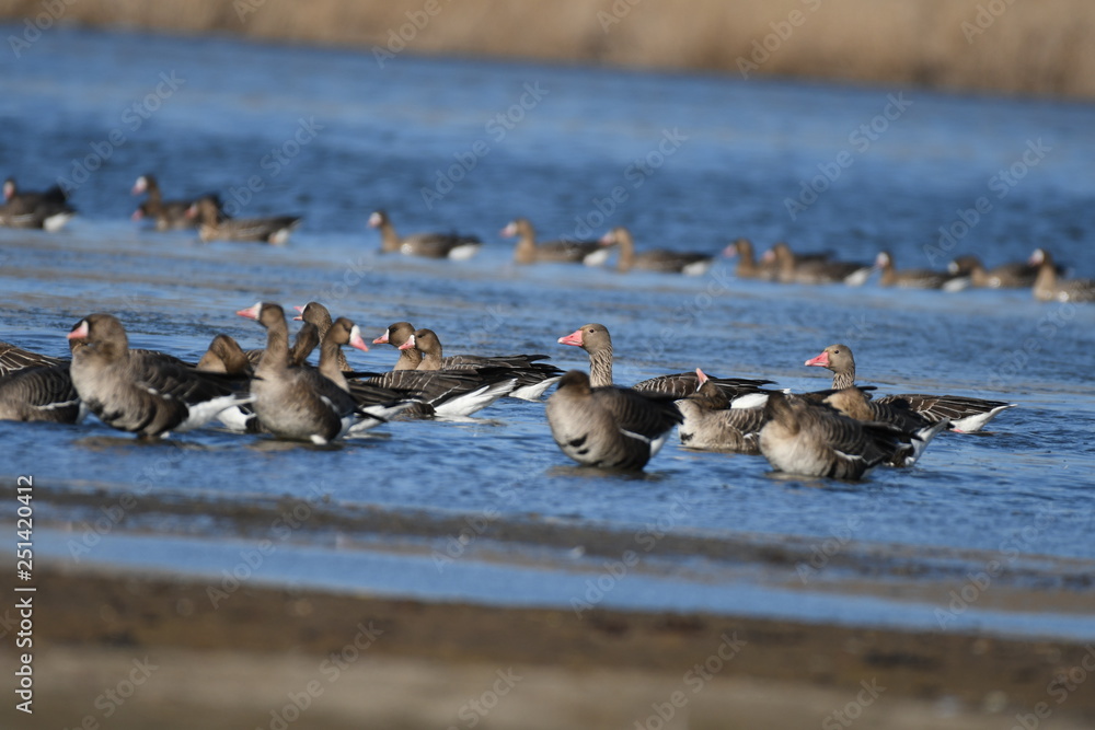 Greater White-fronted Goose (Anser albifrons) Greater White-fronted Goose (Anser albifrons)