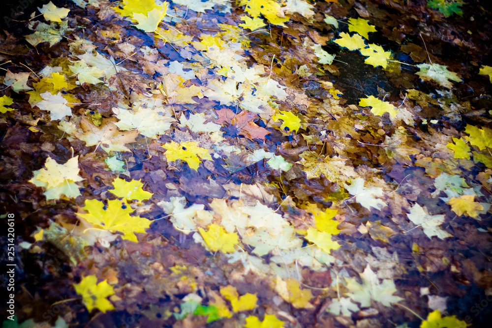 Colorful wet autumn leaves at cloudy day