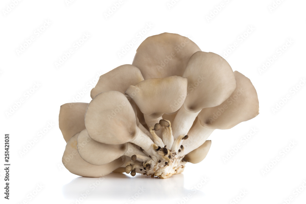Fototapeta premium Oyster mushrooms on a white background. Fresh oyster mushrooms close-up on a white background.