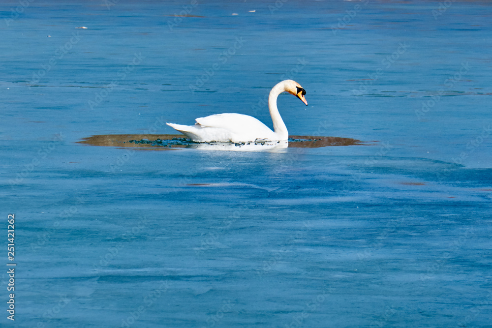 Fototapeta premium swans on the ice, balance, ice hole ,one leg , lovely