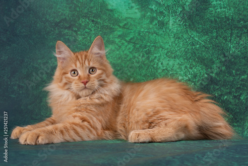 Kurilian bobtail on a green background photo